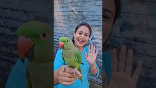 hello mithu 🦜 #parrot #birds #mithukibatain #mithulovemasti #talkingparot #funny #mitumitu #cute
