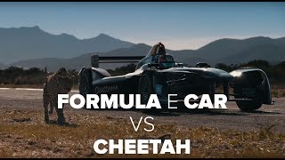 Drag Race: Formula E Car vs Cheetah | Formula E Car vs Cheetah | car Race