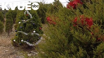 The start of an Austin tradition: Decorating the Loop 360 trees (Dec. 19, 2005) | KVUE Rewind