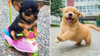 Funniest Animals 2024  Best Funny Cats and Dogs  Part 9 | Cute Baby Dogs