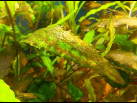 #5 Коричневый налет. Как я поборол диатомовые (бурые) водоросли