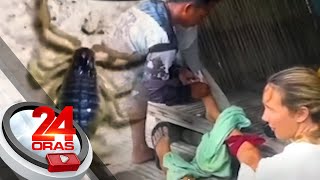 Turista, isinugod sa ospital matapos umanong ma-sting ng scorpion sa Palawan | 24 Oras