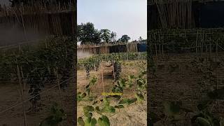 👉কীটনাশক স্প্রে করে অধিক ফলন পাওয়ার উপায় | Pointed Gourd Farming Bangladesh.🔥
