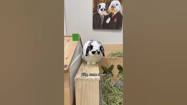 Why does my bunny like to sit up high?