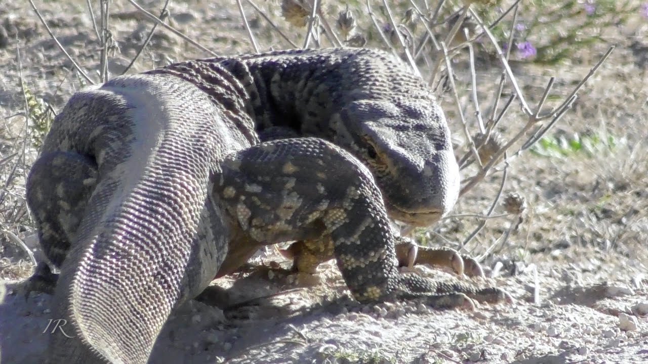 Rock Monitor - Kalahari