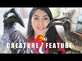 SO MAJESTIC | African Grey Hornbill | Creature Feature | NOT A PET!!
