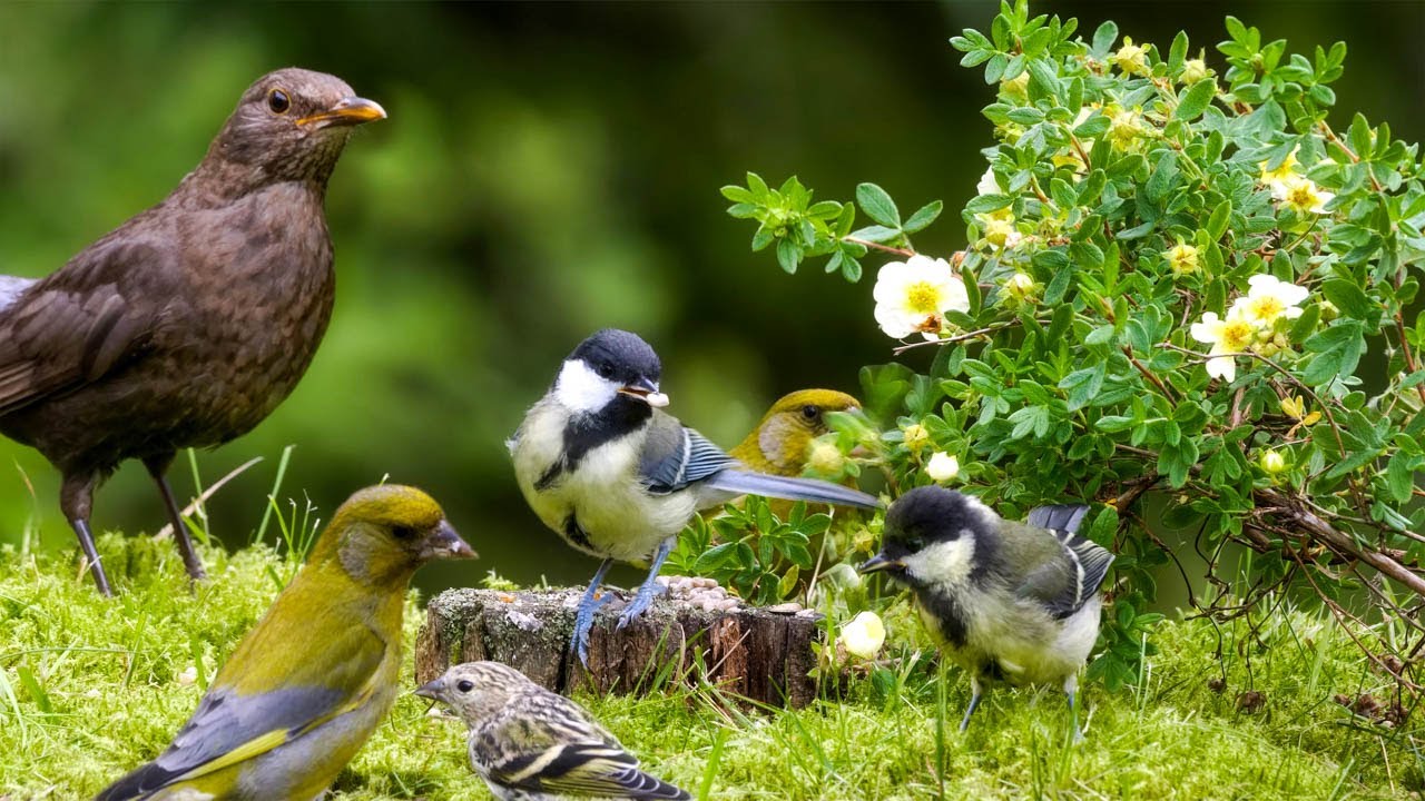 10 hours Nature Escape with Forest Bird Sounds and Adorable Little ...