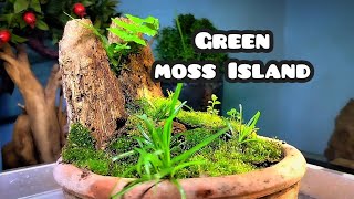 The Moss Island Terrarium || Coconut brance X moss terrarium || RioGotFish  terrarium ||