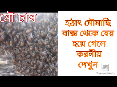 ভিডিও: বালিমাছি কখন বের হয়?