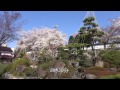 ｢週末パス｣の旅･福島編＃07　郡山･如宝寺の桜　2015/04/12