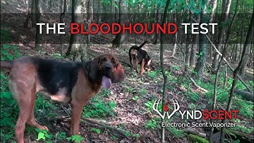 Wyndscent Bloodhound Test