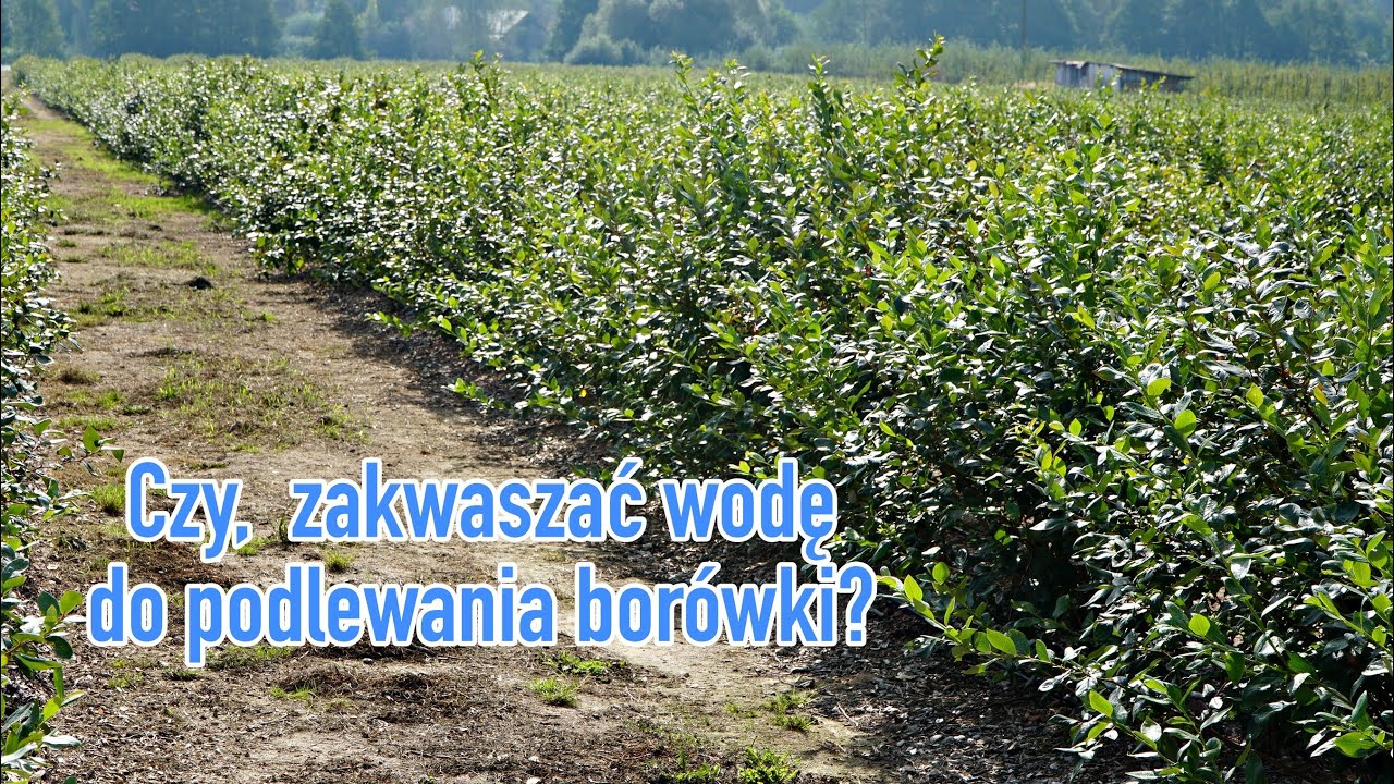 Czy, zakwaszać wodę do podlewania borówki? Ekspert wyjaśnia.