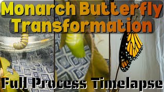 Monarch Butterfly Journey: From Caterpillar to Flight (Timelapse) #transformation