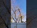 Удаление деревьев над проводами #арбористы #treesurgeon #chainsaw