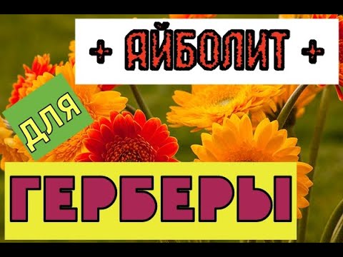 Бейне: Гербера ромашкаларын қыстауға бола ма?