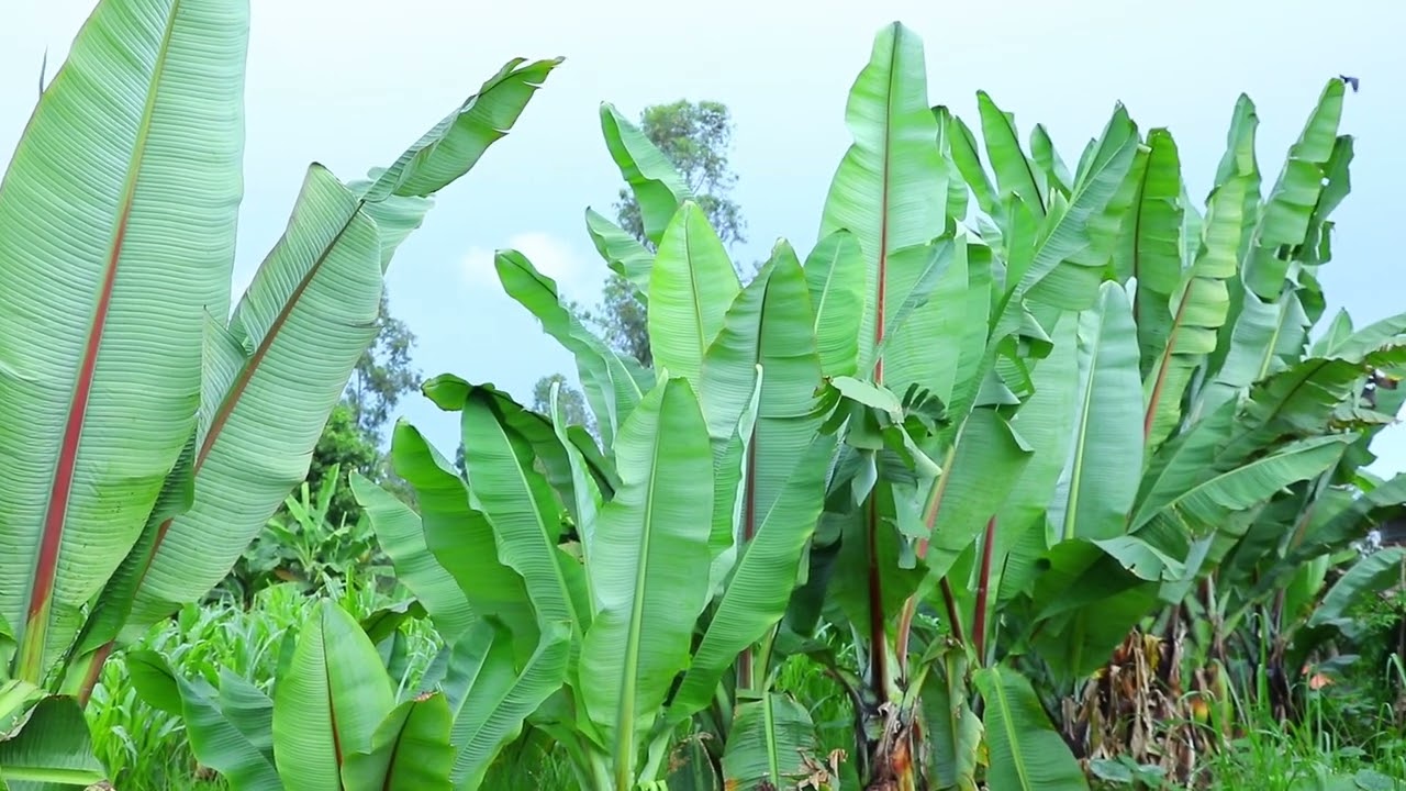 የአምራች ኢንዱስትሪዎች ሚናና ሽግግር