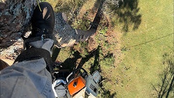 Big pine tree removal dropping limbs! 