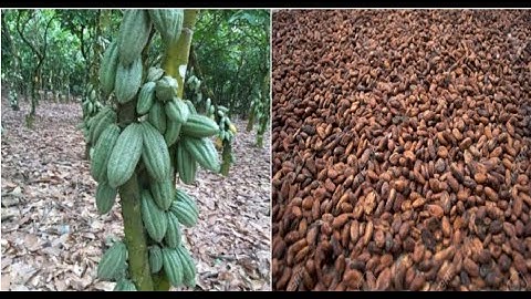 Introduction to a new cocoa drying unit in Ghana