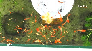 Aquarium (Koi guppies) 4 months  hồ cá (bảy màu Koi) 4 tháng