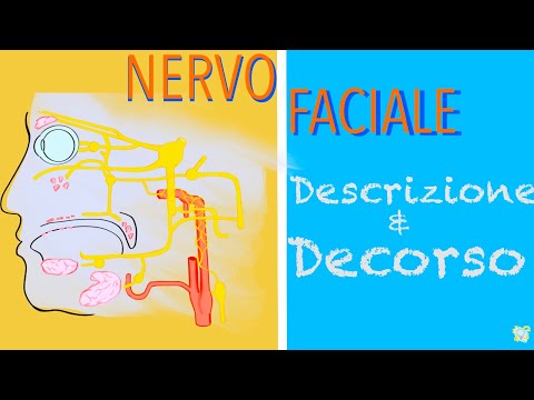 Nervo faciale / 7° NERVO CRANICO