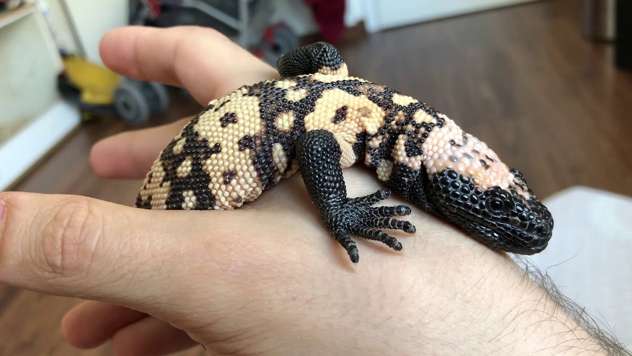 snake oil Socialized Gila Monster Baby