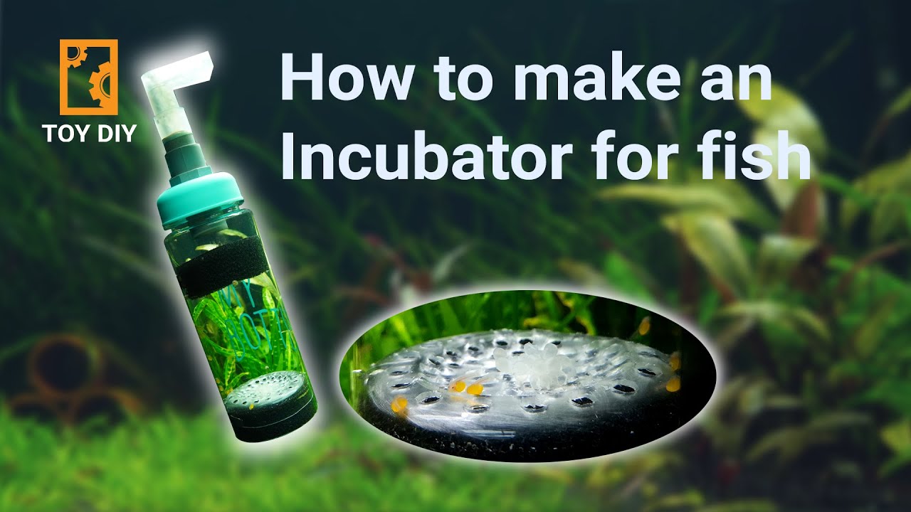 How to make an Incubator for fish