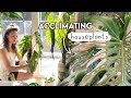  dont put houseplants outside watch this first 