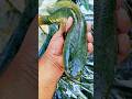 ✅😍“Rare & Beautiful Fish You Must See”🐠
