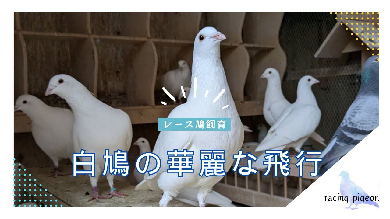 【神風鳩舎♯1】鳩レース鳩舎の日常①鳩舎紹介～白鳩の飛行
