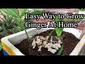 Ginger/Easy way to grow ginger at home/ growing ginger from ginger/ How to grow ginger/ដំណាំខ្ញី