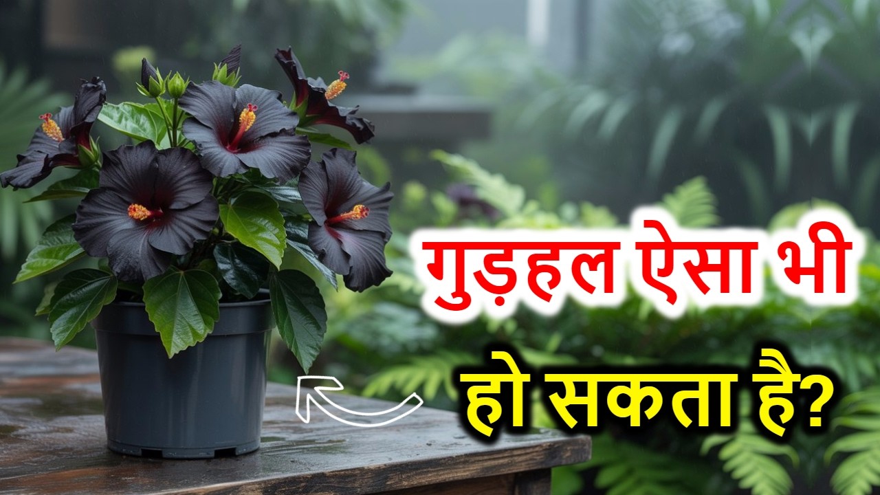 Top 5 Hibiscus Varieties – जो पूरे साल फूलते हैं! 🌺