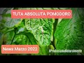 News Tuta Absoluta Pomodoro Marzo 2022