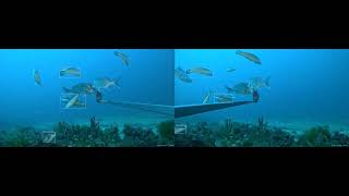 AFID-TIDAL — Autonomous Stereo Fish Identification & Length Measurement (Unedited Algorithm Output)
