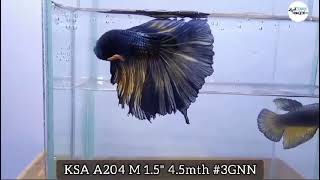 ksa a204 m1 5 4 5mth #3GNN