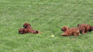 Mini Whoodle Puppies For Sale