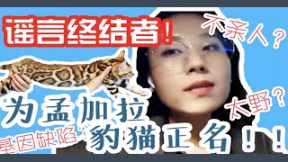 为孟加拉豹猫正名 by  Milk Group Zi 33 views 3 months ago 5 minutes, 9 seconds