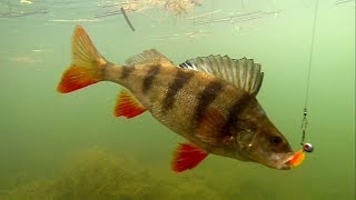 Fishing: catching good perch in canal on Awaruna soft-bait lure. Рыбалка: окунь на силикон. screenshot 3