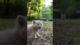Kitten Calls Mommy Cat