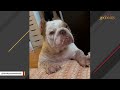 Neglected dog just wanted to be loved