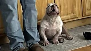 Neglected dog just wanted to be loved