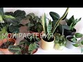 Обзор моих комнатных растений (Апрель 2022)