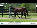 HIP 390 Fasig Tipton NY Bred Sale