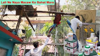 Green Winged Macaw Beat Blue & Gold Macaw Badly / Lali Ne Naya Macaw Ko Bahat Mara.