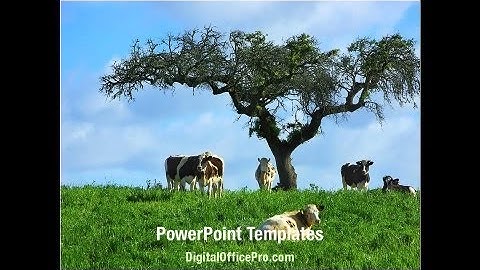 Grazing Cow PowerPoint Template Backgrounds - DigitalOfficePro #07811