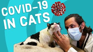 Can Cats Get COVID-19? | Vet Explains