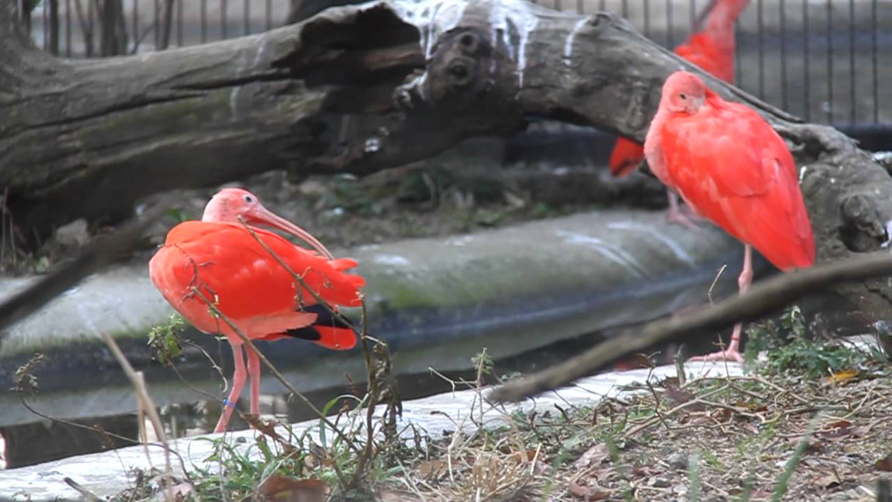 홍따오기 (Scarlet ibis) - YouTube