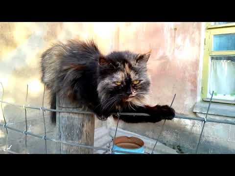 funny-cats-compilation---funny-cat-videos