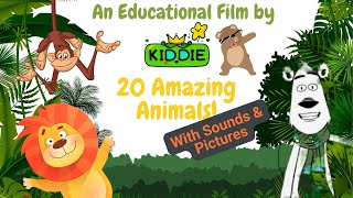 Discover 20 amazing animals | Funny animal videos for kids to learn (with sounds and pictures)