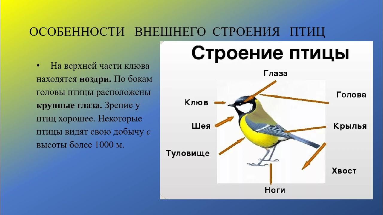 Таблица внешнее строение птиц 8 класс