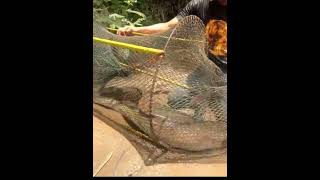 Eel Fishing Trap - Big Eel